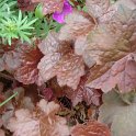 Heuchera micrantha 'Palace Purple' feuille